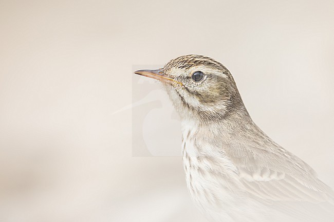 Berthelots Pipit - Kanarenpieper - Anthus berthelotii, Spain (La Gomera), adult stock-image by Agami/Ralph Martin,
