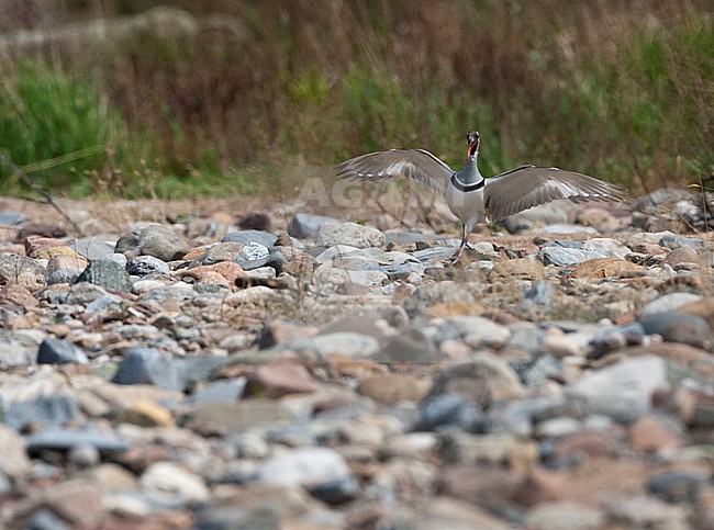 Adult Ibisbill (Ibidorhyncha struthersii) landing on a riverbank of a wide river in foothills of eastern China. stock-image by Agami/Marc Guyt,