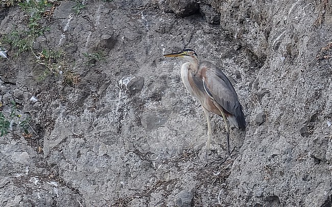 Adult Bourne's Heron (Ardea purpurea bournei) sitting in Barragem de Poilao, Santiago, Cape Verde. stock-image by Agami/Vincent Legrand,