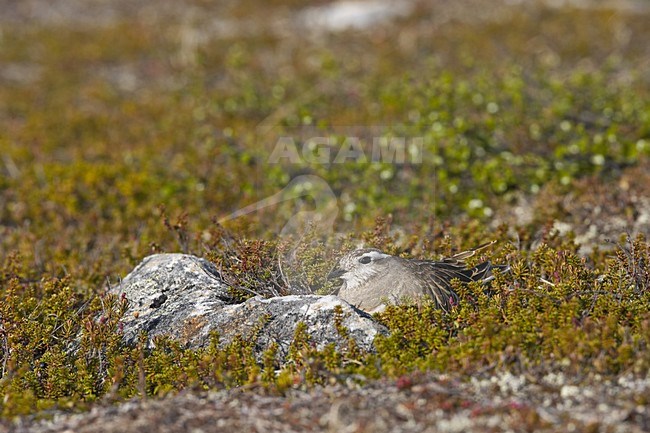 Eurasian Dotterel adult on its nest, Morinelplevier volwassen op zijn nest stock-image by Agami/Jari Peltomäki,