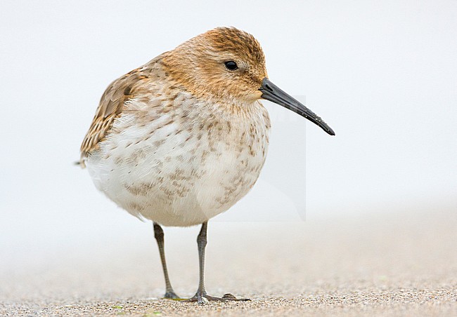 Dunlin (Calidris alpina), first winter individual standing on the shore stock-image by Agami/Saverio Gatto,