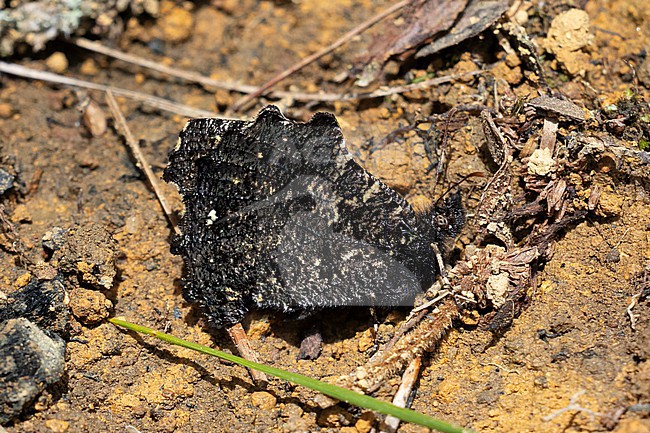 Steroma bega butterfly at Parque Arvi, Antioquia, Colombia.  This photo shows its natural camouflage. stock-image by Agami/Tom Friedel,