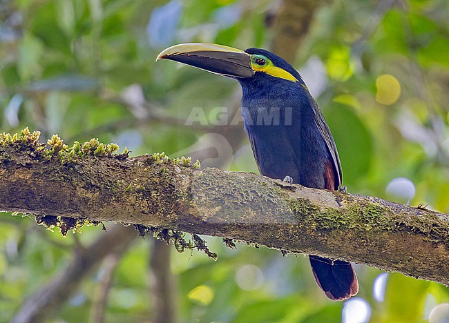 Yellow-eared Toucanet (Selenidera spectabilis) in Panama. stock-image by Agami/Pete Morris,