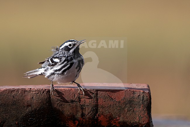 Male Black-and-white Warbler (Mniotilta varia) at Dry Tortugas, Florida, USA stock-image by Agami/Helge Sorensen,