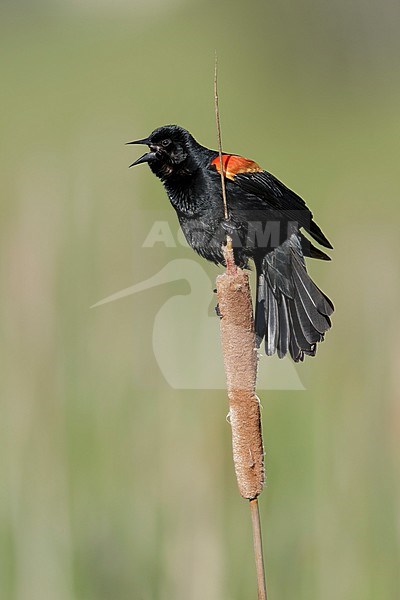 Adult male Red-winged Blackbird (Agelaius phoeniceus)
Lac Le Jeune, British Columbia stock-image by Agami/Brian E Small,