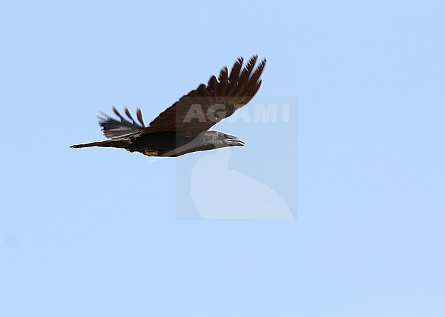 Punjab Raven (Corvus corax laurencei) in Desert National Park, India. A population restricted to the Sindh district of Pakistan and adjoining regions of northwestern India. stock-image by Agami/James Eaton,