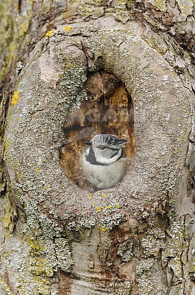 Crested Tit - Haubenmeise - Lophophanes cristatus ssp. cristatus, Germany, adult stock-image by Agami/Ralph Martin,