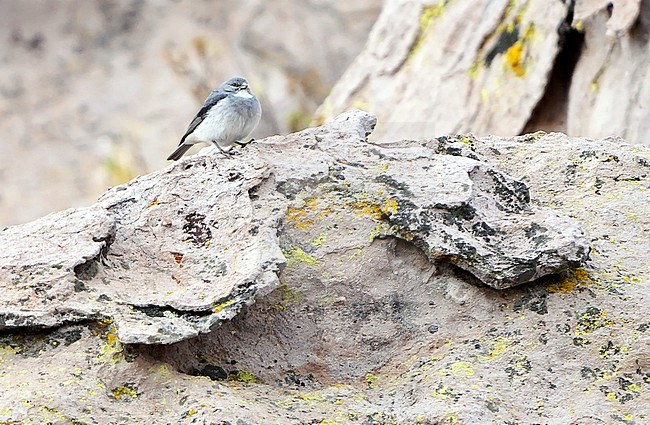 Adult White-throated sierra finch (Idiopsar erythronotus) in Chile. stock-image by Agami/Dani Lopez-Velasco,