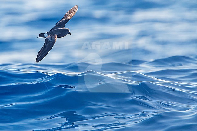 Monteiro's Storm Petrel, Oceanodroma monteiroi, in flight off the island Graciosa  in the Azores, Portugal, in late August.  Also known as Hydrobates monteiroi. stock-image by Agami/Marc Guyt,