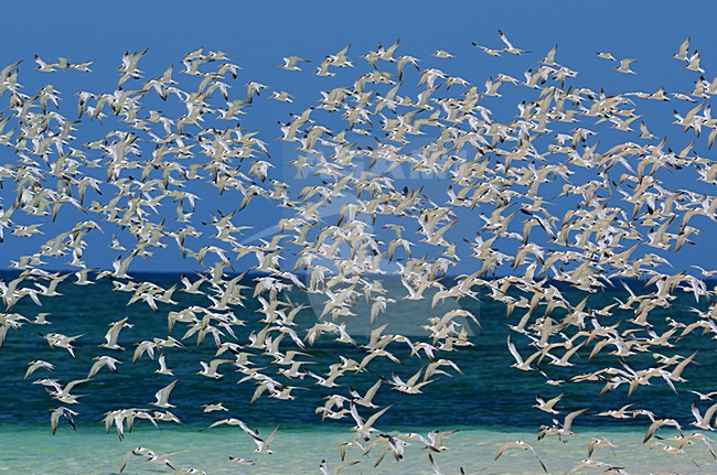 Groep Bengaalse Sterns in vlucht, Lesser Crested Tern group in flight stock-image by Agami/Laurens Steijn,