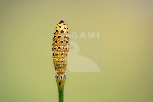Boston Horsetail, Equisetum ramosissimum stock-image by Agami/Wil Leurs,