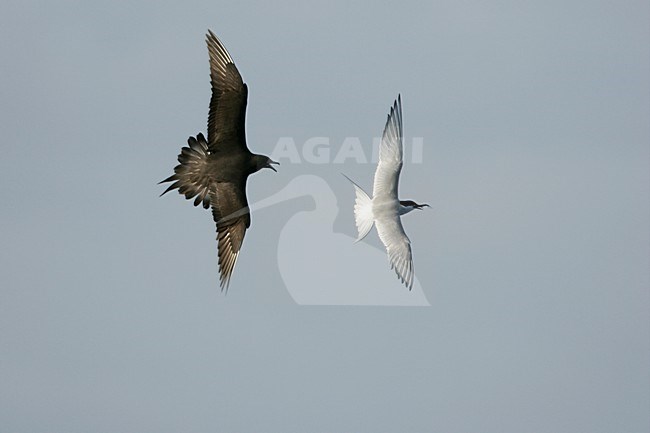 Kleine Jager jagend op Noordse Stern; Parasitic Jaeger chasing Arctic Tern stock-image by Agami/Menno van Duijn,