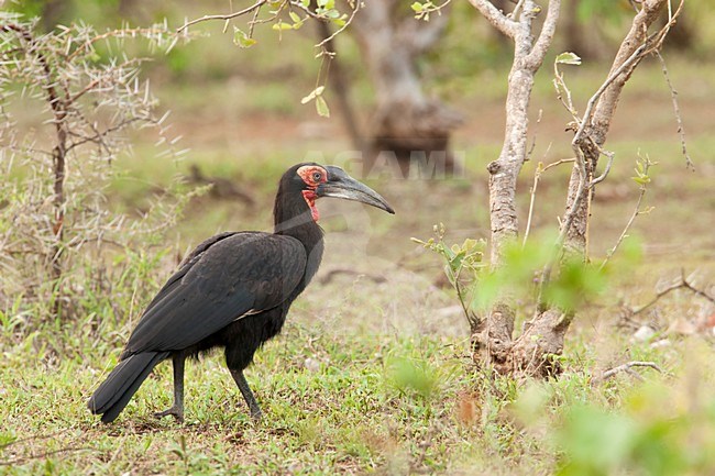 Adulte Zuidelijke Hoornraaf, Adult Southern Ground-hornbill stock-image by Agami/Wil Leurs,
