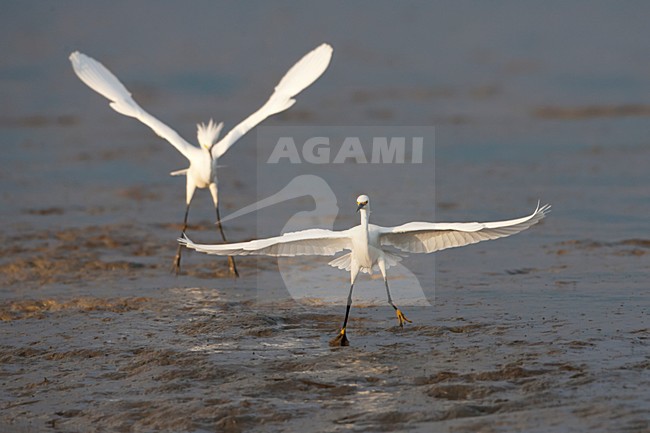Amerikaanse Kleine Zilverreiger in de vlucht; Snowy Egret in flight stock-image by Agami/Martijn Verdoes,