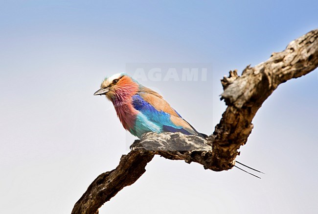Vorkstaartscharrelaar, Lilac-breasted Roller, Coracias caudatus stock-image by Agami/Marc Guyt,