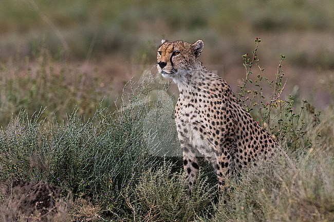 Portrait of a cheetah, Acinonyx jubatus, on alert. Ndutu, Ngorongoro Conservation Area, Tanzania stock-image by Agami/Sergio Pitamitz,