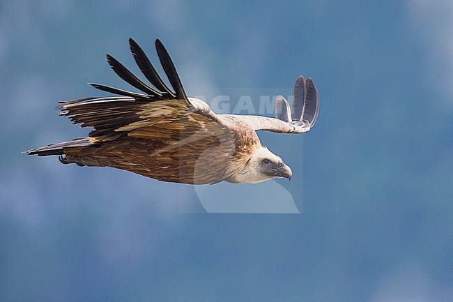 Vale Gier; Griffon Vulture; Gyps fulvus stock-image by Agami/Daniele Occhiato,