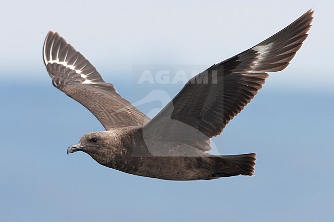 Zuidpooljager in de vlucht; South Polar Skua in flight stock-image by Agami/Martijn Verdoes,