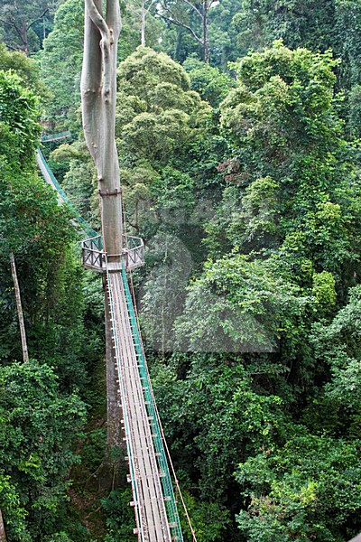 Canopy Walk Danum Valley Borneo stock-image by Agami/Roy de Haas,