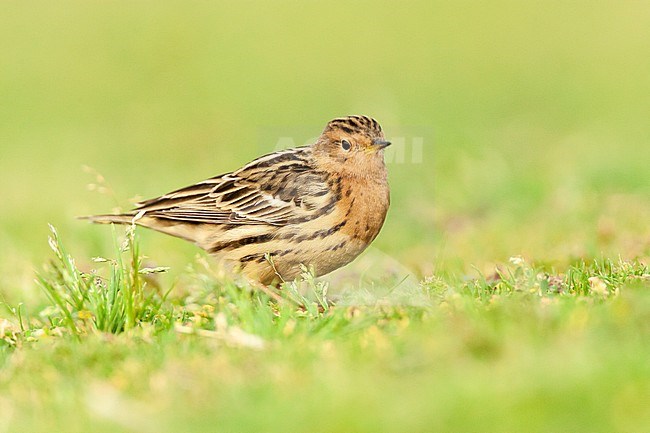 Adult Red-throated Pipit (Anthus cervinus) during spring migration in Eilat, Israel stock-image by Agami/Marc Guyt,