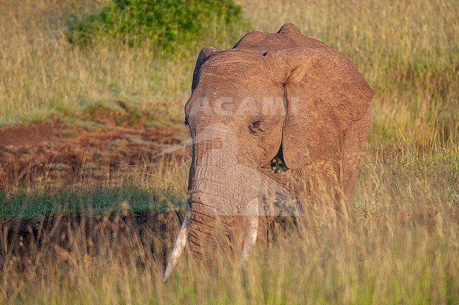 Portrait of an African elephant, Loxodonta africana, in tall grass. Masai Mara National Reserve, Kenya. stock-image by Agami/Sergio Pitamitz,