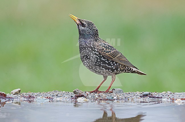 Common Starling, Spreeuw stock-image by Agami/Alain Ghignone,