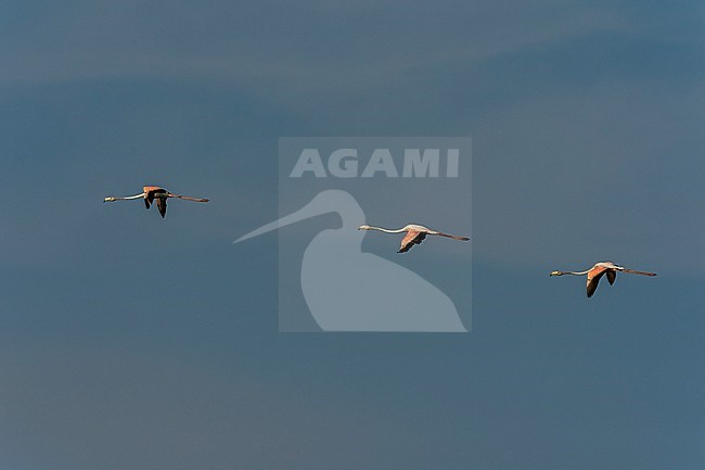 Greater flamingos, Phoenicopterus roseus, in flight. Saintes Maries de la Mer, Carmague, Bouches du Rhone, Provence Alpes Cote d'Azur, France. stock-image by Agami/Sergio Pitamitz,