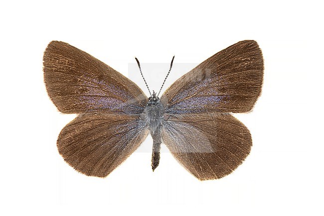 Large Blue, Tijmblauwtje, Phengaris arion stock-image by Agami/Wil Leurs,