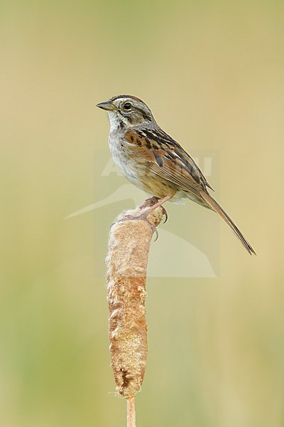 Adult breeding Swamp Sparrow, Melospiza georgiana
Kidder Co., ND stock-image by Agami/Brian E Small,