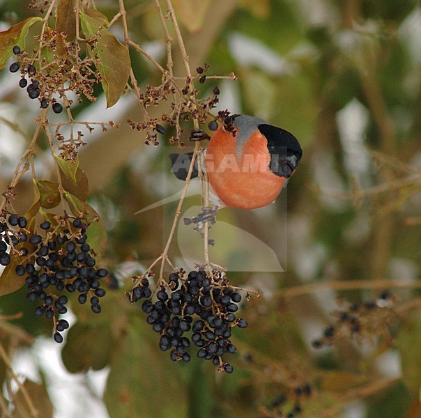 Eurasian Bullfinch feeding on berries; Goudvink etend van bessen stock-image by Agami/Marc Guyt,