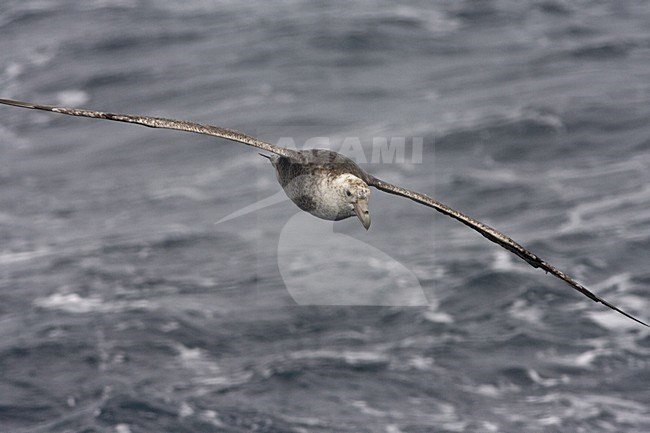 Zuidelijke Reuzenstormvogel vliegend; Southern Giant Petrel flying stock-image by Agami/Marc Guyt,