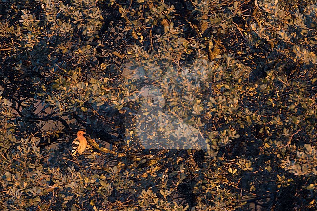 Eurasian Hoopoe (Upupa epops) adult perched in a tree stock-image by Agami/Ralph Martin,
