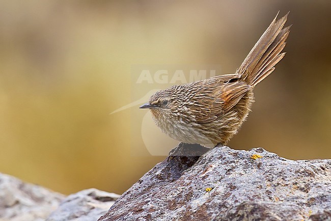 Birds of Peru, the Junin Canastero stock-image by Agami/Dubi Shapiro,