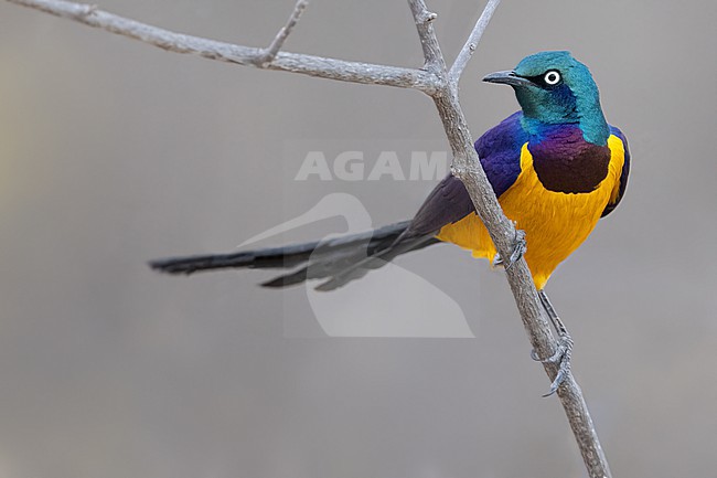 Golden-breasted Starling (Lamprotornis regius) in Tanzania. stock-image by Agami/Dubi Shapiro,