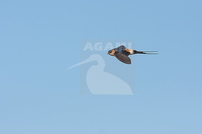 Western Red-rumped Swallow, Roodstuitzwaluw, Cecopris rufula, Croatia, adult stock-image by Agami/Ralph Martin,