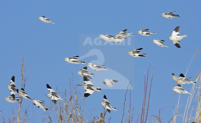 Groep Sneeuwgorzen in de vlucht; Group of Snow Buntings in flight stock-image by Agami/Markus Varesvuo,