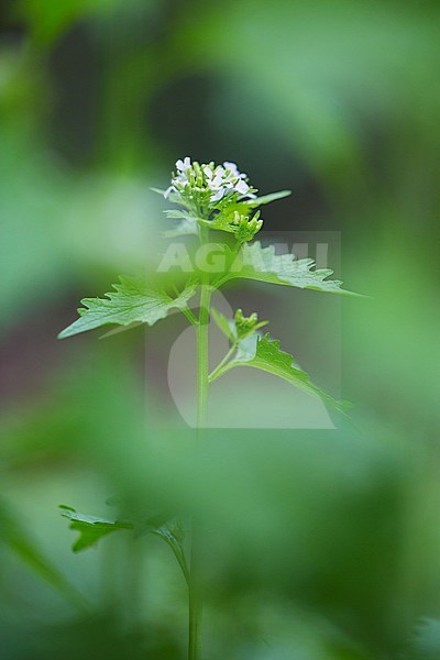Garlic Mustard flowers stock-image by Agami/Wil Leurs,