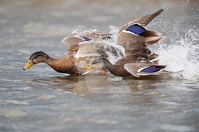 Two adult Mallards (Anas platyrhynchos) in non-breeding plumage chasing each other on the water stock-image by Agami/Mathias Putze,