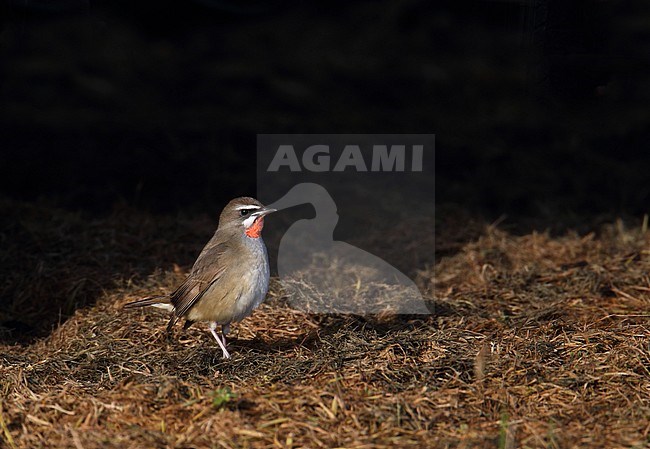 First-winter male Siberian Rubythroat (Luscinia calliope) during autumn migration on the Shetlands islands, Scotland. stock-image by Agami/Hugh Harrop,
