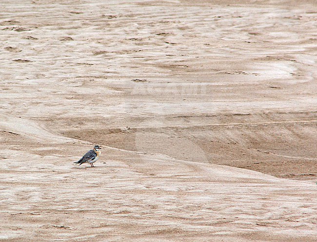 Grey Pratincole (Glareola cinerea) resting on a river bank in Gabon. stock-image by Agami/Pete Morris,