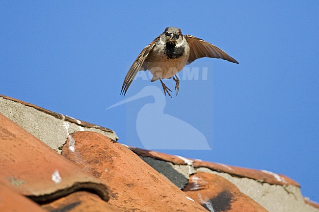 House Sparrow flying towards nest; Huismus vliegend naar nest stock-image by Agami/Marc Guyt,