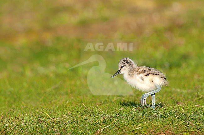 Pied Avocet (Recurvirostra avosetta) chick perched on the gras stock-image by Agami/Roy de Haas,