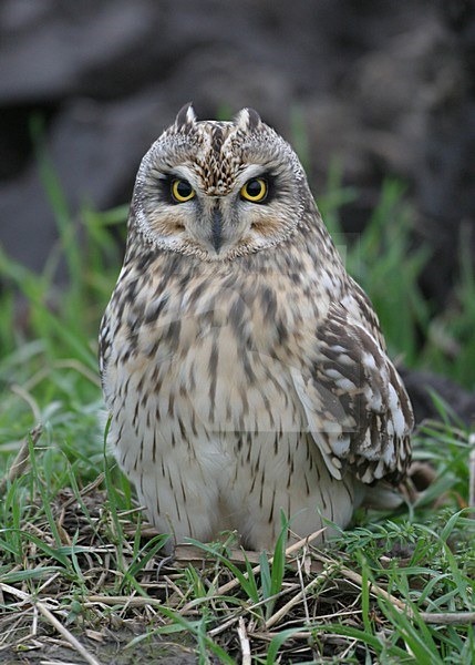 Short-eared Owl perched; Velduil zittend stock-image by Agami/Bill Baston,