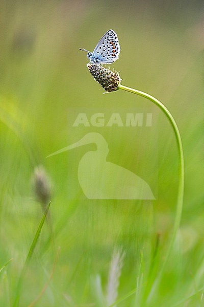 Baton blue; Pseudophilotes baton stock-image by Agami/Wil Leurs,