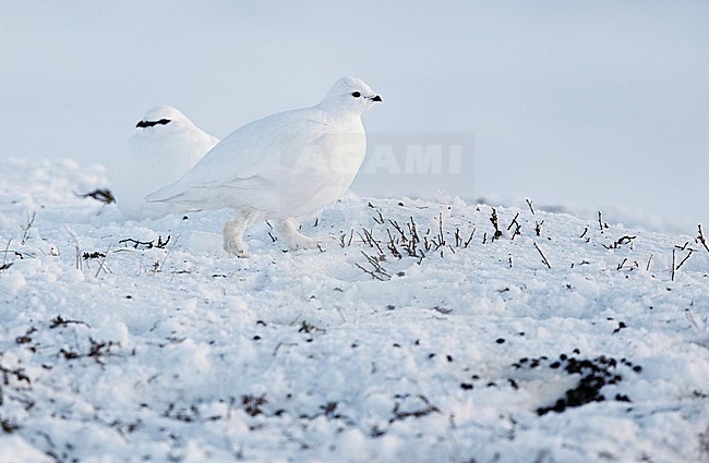 Alpensneeuwhoen paartje in winterkleed, Rock Ptarmigan pair in winterplumage stock-image by Agami/Markus Varesvuo,