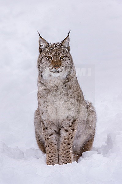 Portrait of a European lynx, Lynx lynx, sitting in the snow. Polar Park, Bardu, Troms, Norway. stock-image by Agami/Sergio Pitamitz,