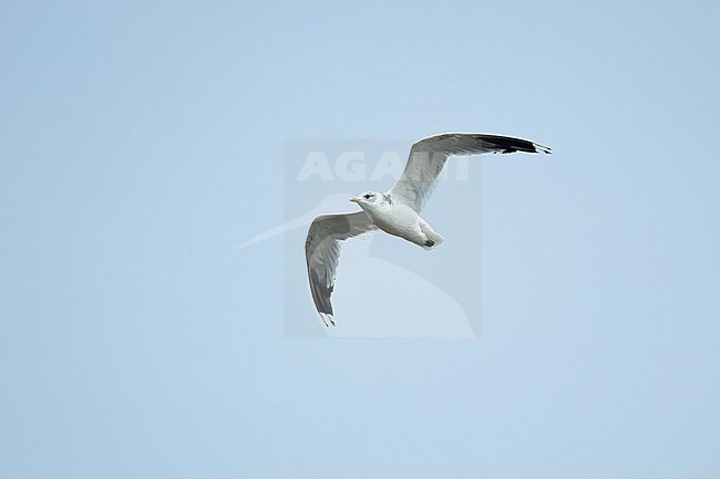 An adult Common Gull (Larus canus heinei) on migration. stock-image by Agami/Mathias Putze,