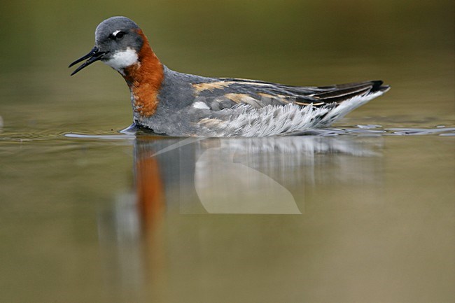 Grauwe Franjepoot zwemmend;  Red-necked Phalarope swimming stock-image by Agami/Menno van Duijn,