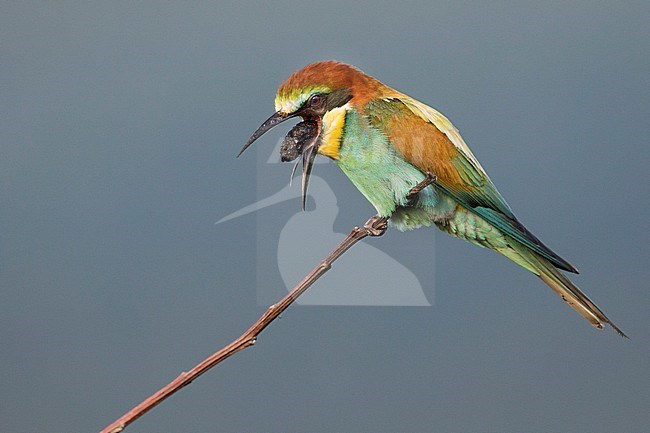 European Bee-eater (Merops apiaster), adult with pellet coming from its beak. stock-image by Agami/Ralph Martin,