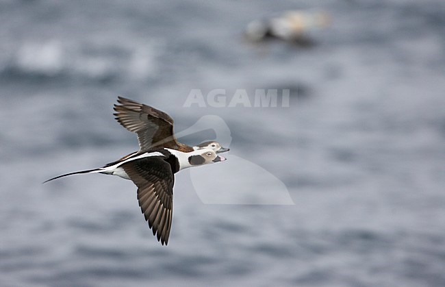 IJseend mannetje vliegend; Long-tailed Duck male flying stock-image by Agami/Markus Varesvuo,